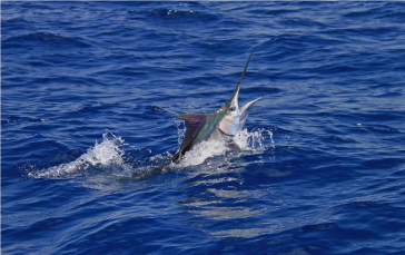 Page 1Marlin fishh