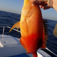 IMG-20201031-WA0001